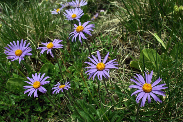 01_Alpenaster_1