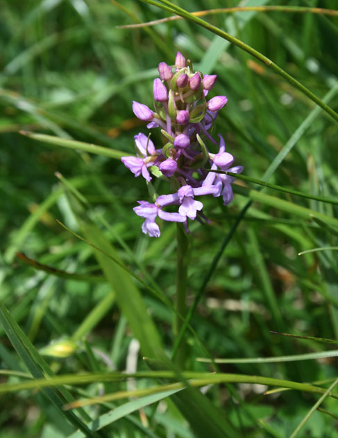 09_Haendelwurz