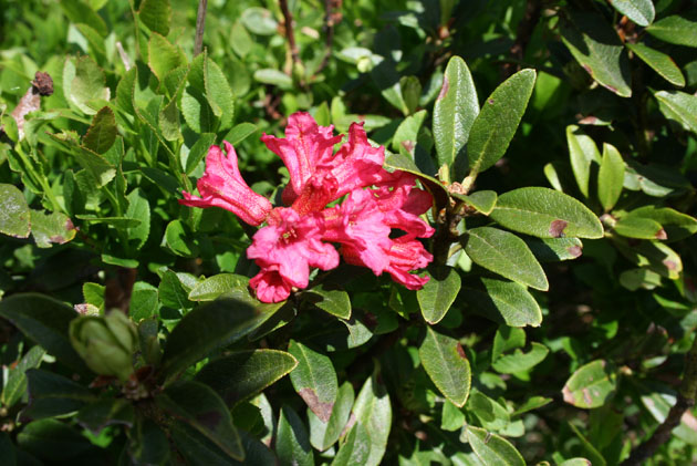 11_Alpenrose_3