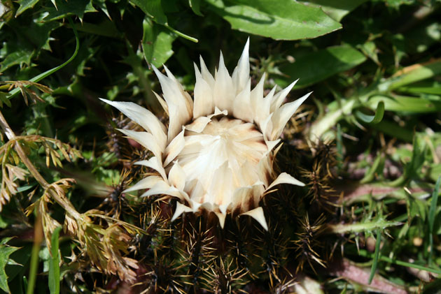 12_Silberdistel_1