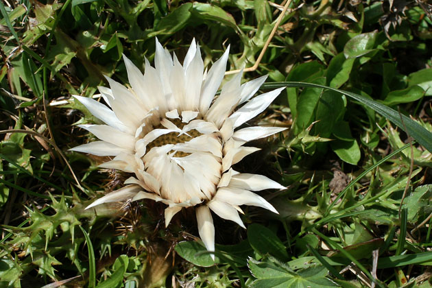 12_Silberdistel_2