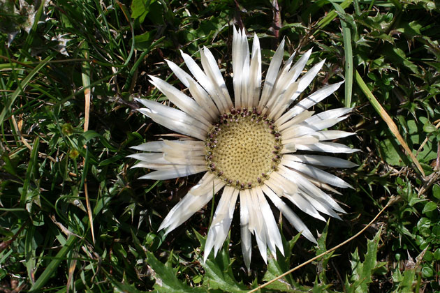 12_Silberdistel_3