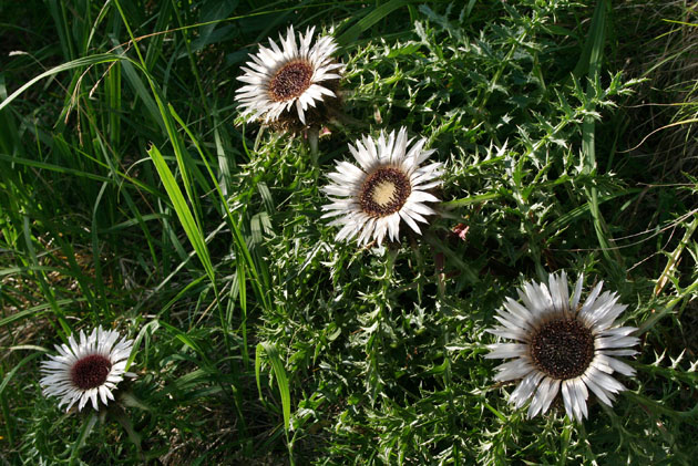 12_Silberdistel_4_1110