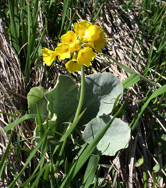 13_Fluehblume