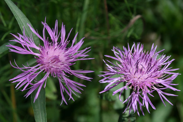 16_Alpenflockenblume_1