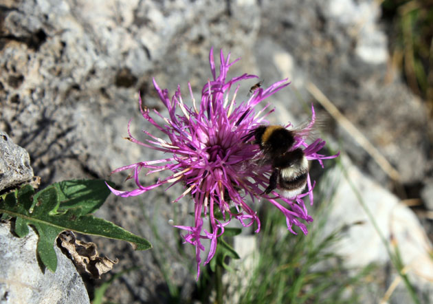 16_Alpenflockenblume_2_0899