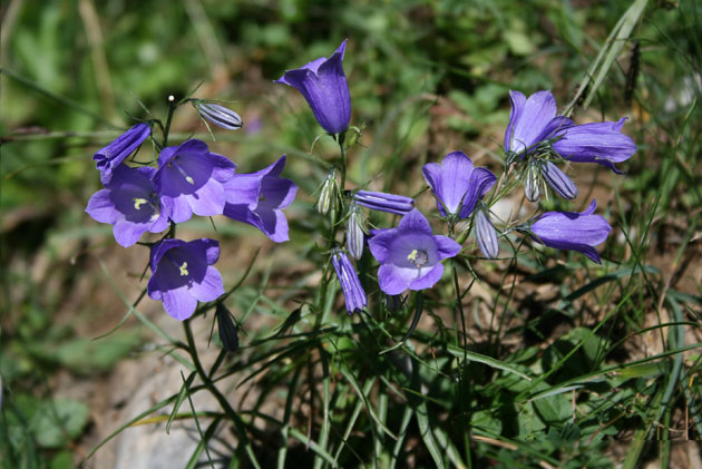 17_Glockenblume_1
