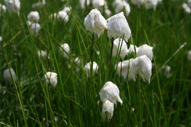 24_Wollgras_2
