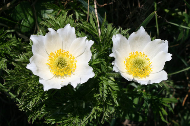 30_Alpen-Anemone_0310