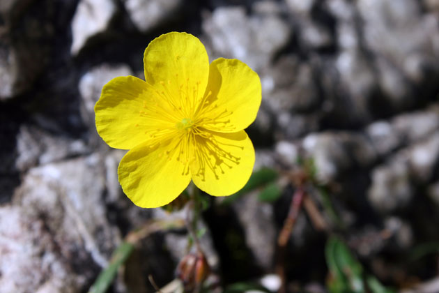 38_Sonnenroeschen
