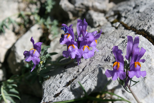 42_Alpen-Leinkraut