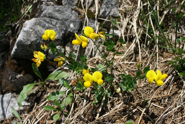 43_Alpen-Hornklee