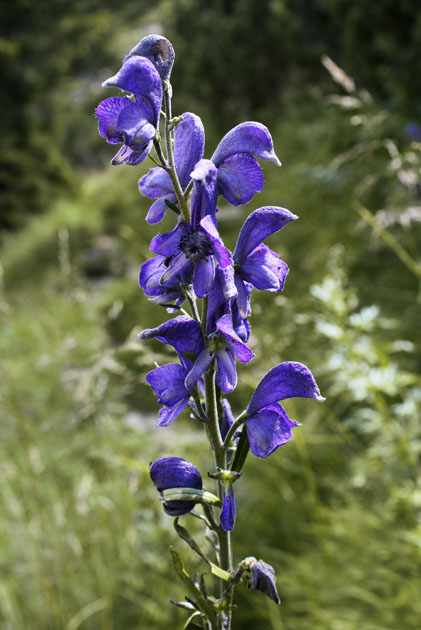 49_Blauer Eisenhut