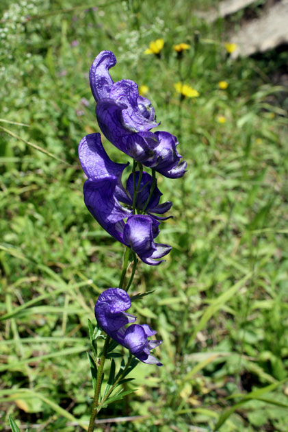 49_Blauer Eisenhut_0850_2