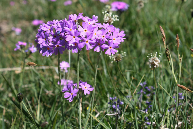 84_Mehlprimel_9168