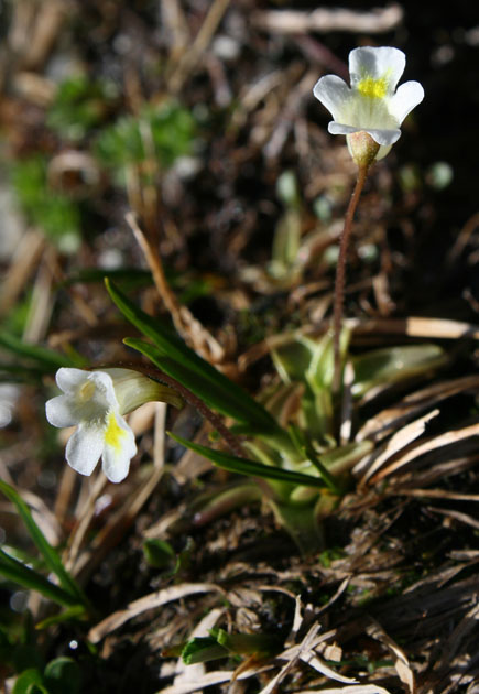 87_Alpen-Fettkraut_8245