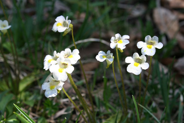 87_Alpen-Fettkraut_9178