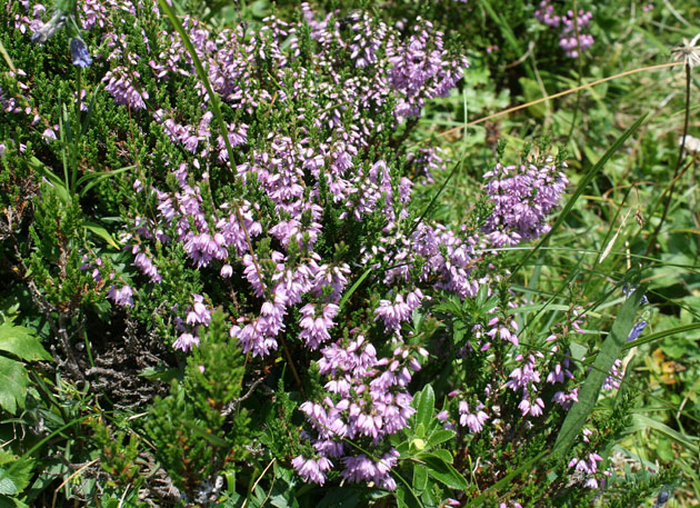 93_Heidekraut_7552