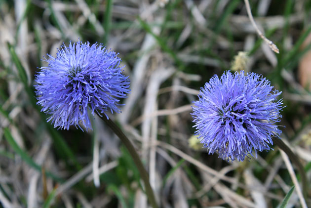 94_Kugelblume_9255