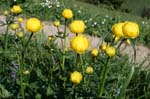 04_Trollblume_0379