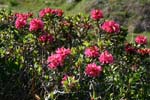 11_Alpenrose_2_8509+