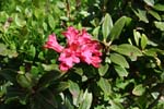 11_Alpenrose_3