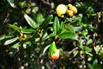 11_Alpenrosen-Apfel