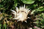 12_Silberdistel_1