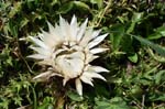 12_Silberdistel_2
