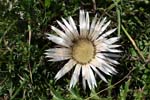 12_Silberdistel_3