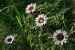 12_Silberdistel_4_1110