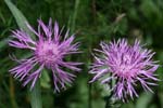 16_Alpenflockenblume_1