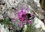 16_Alpenflockenblume_2_0899