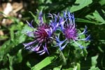 16_Berg-Flockenblume