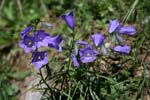 17_Glockenblume_1