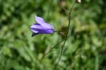 17_Glockenblume_2