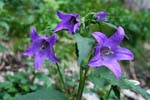 17a_BreitblaettgigeGlockenblume