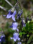 18_BaertigeGlockenblume