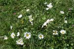20_Alpen-Margerite_2
