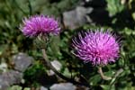 21_Alpen-Distel_5613