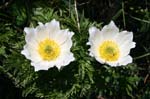 30_Alpen-Anemone_0310