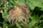 30_Alpenanemone_verblueht_2