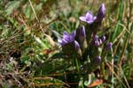34_Feldenzian