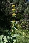 36_Gelber Enzian_1