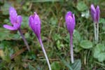40_Herbstzeitlose