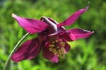 41_Dunkle_Akelei_2_0216