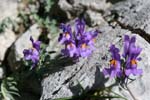 42_Alpen-Leinkraut