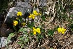 43_Alpen-Hornklee