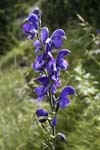 49_Blauer Eisenhut
