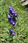49_Blauer Eisenhut_0850_2